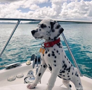 18 Inspiring Dogs Performing Essential Jobs