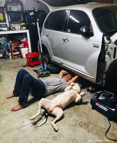 18 Inspiring Dogs Performing Essential Jobs