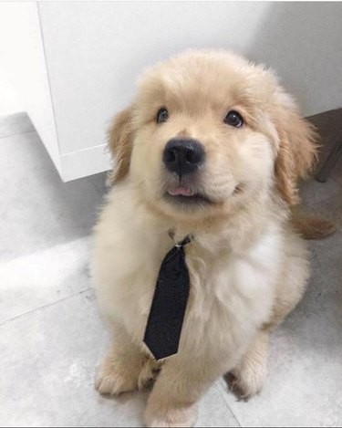 18 Inspiring Dogs Performing Essential Jobs