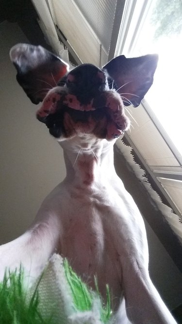 19 Playful Dog Portraits Captured from Below