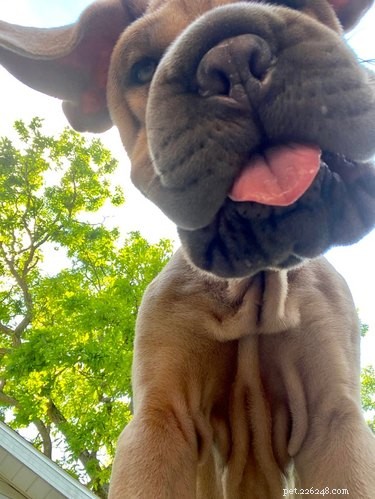 19 Playful Dog Portraits Captured from Below