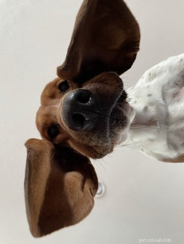 19 Playful Dog Portraits Captured from Below