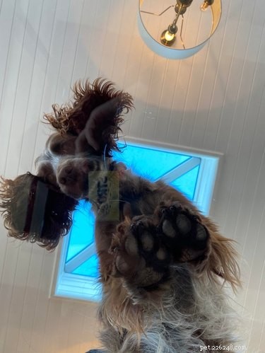 19 Playful Dog Portraits Captured from Below