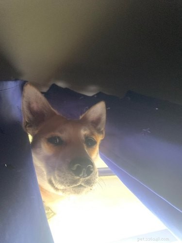 19 Playful Dog Portraits Captured from Below