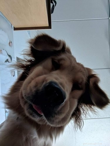 19 Playful Dog Portraits Captured from Below