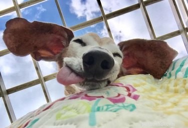 19 Playful Dog Portraits Captured from Below
