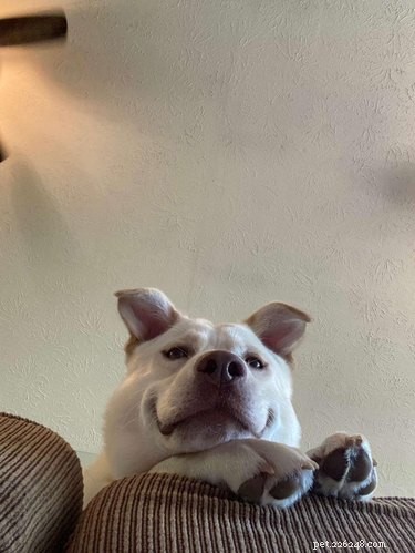 19 Playful Dog Portraits Captured from Below