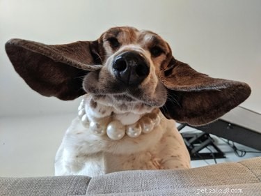 19 Playful Dog Portraits Captured from Below