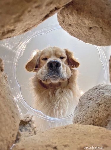 19 Playful Dog Portraits Captured from Below