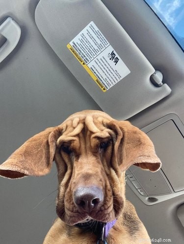 19 Playful Dog Portraits Captured from Below
