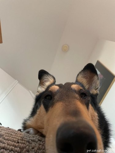 19 Playful Dog Portraits Captured from Below