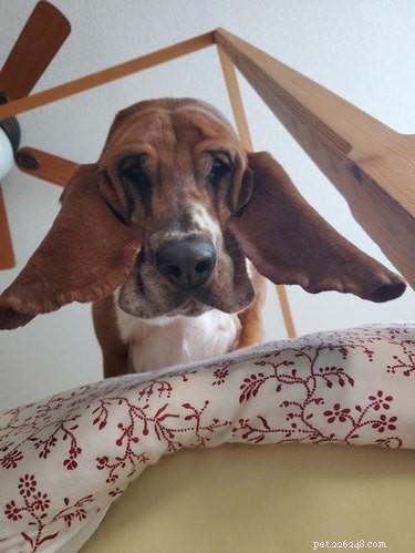 19 Playful Dog Portraits Captured from Below