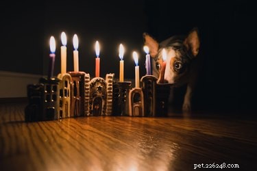15 Adorable Pets Celebrating Hanukkah: Festive Fun for Your Furry Friends
