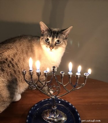 15 Adorable Pets Celebrating Hanukkah: Festive Fun for Your Furry Friends