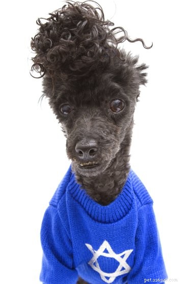 15 Adorable Pets Celebrating Hanukkah: Festive Fun for Your Furry Friends