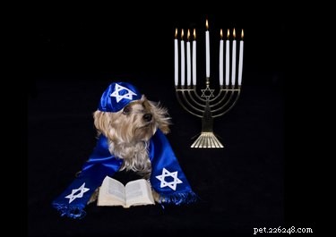 15 Adorable Pets Celebrating Hanukkah: Festive Fun for Your Furry Friends