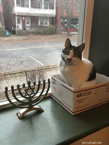 15 Adorable Pets Celebrating Hanukkah: Festive Fun for Your Furry Friends