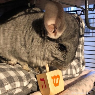 15 Adorable Pets Celebrating Hanukkah: Festive Fun for Your Furry Friends