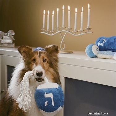 15 Adorable Pets Celebrating Hanukkah: Festive Fun for Your Furry Friends