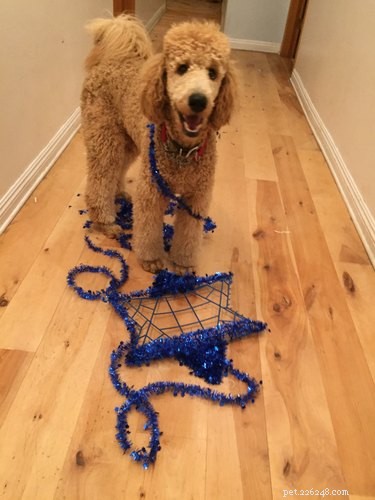 15 Adorable Pets Celebrating Hanukkah: Festive Fun for Your Furry Friends