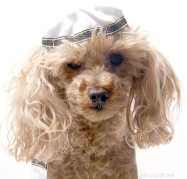 15 Adorable Pets Celebrating Hanukkah: Festive Fun for Your Furry Friends