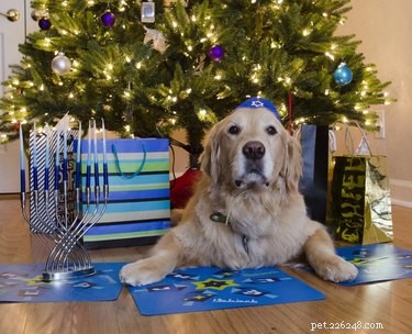 15 Adorable Pets Celebrating Hanukkah: Festive Fun for Your Furry Friends