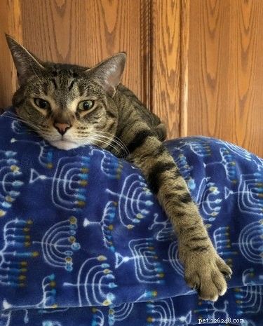 15 Adorable Pets Celebrating Hanukkah: Festive Fun for Your Furry Friends