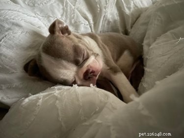 17 Adopting Pets: Their First Night in Their Forever Homes