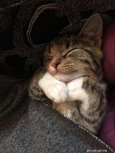 17 Adopting Pets: Their First Night in Their Forever Homes