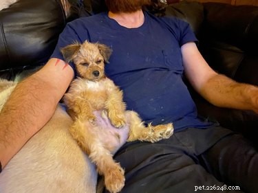 17 Adopting Pets: Their First Night in Their Forever Homes