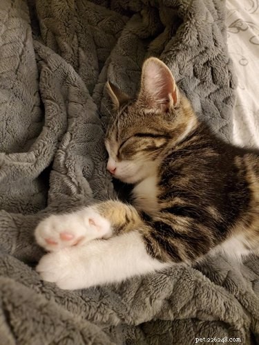 17 Adopting Pets: Their First Night in Their Forever Homes