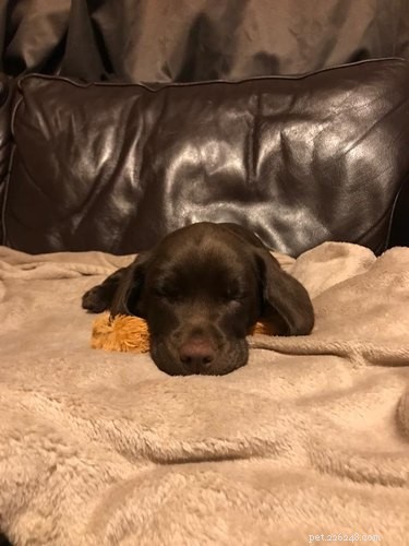 17 Adopting Pets: Their First Night in Their Forever Homes