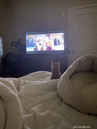 17 Adopting Pets: Their First Night in Their Forever Homes