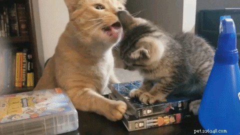 17 Adopting Pets: Their First Night in Their Forever Homes