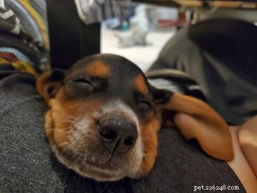 17 Adopting Pets: Their First Night in Their Forever Homes