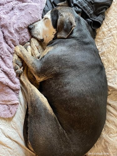 17 Adopting Pets: Their First Night in Their Forever Homes