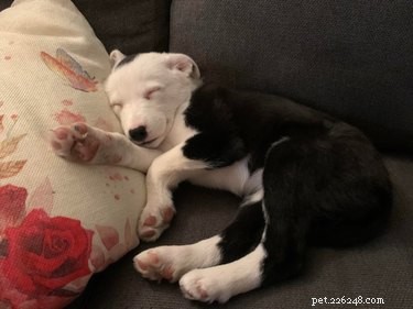 17 Adopting Pets: Their First Night in Their Forever Homes