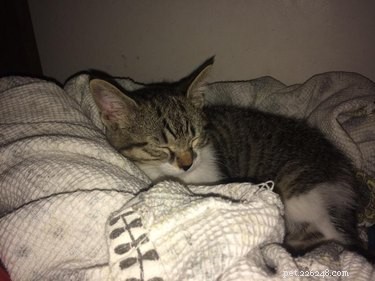 17 Adopting Pets: Their First Night in Their Forever Homes