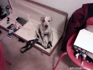 17 Adopting Pets: Their First Night in Their Forever Homes