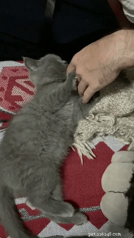 17 Adopting Pets: Their First Night in Their Forever Homes