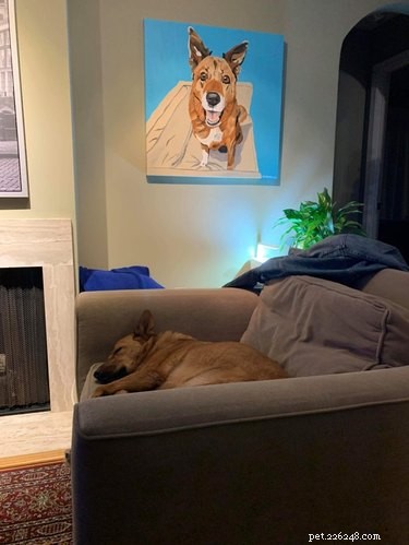 17 Adopting Pets: Their First Night in Their Forever Homes