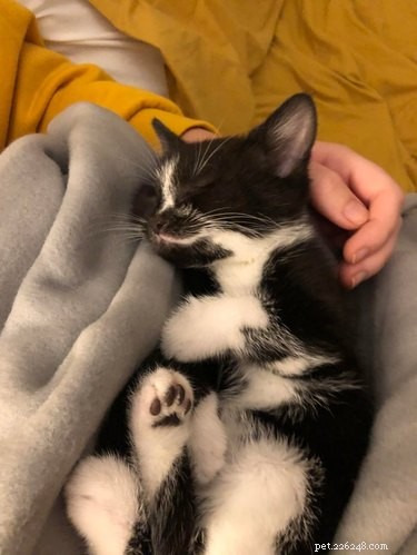 17 Adopting Pets: Their First Night in Their Forever Homes