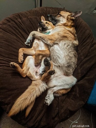 17 Adopting Pets: Their First Night in Their Forever Homes