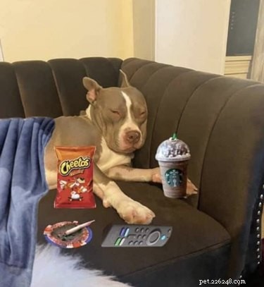 Why Pet Owners Are Letting Dogs on the Couch: A Viral Trend Explained