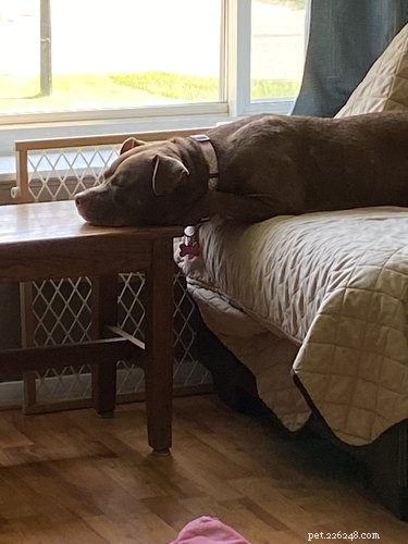Why Pet Owners Are Letting Dogs on the Couch: A Viral Trend Explained