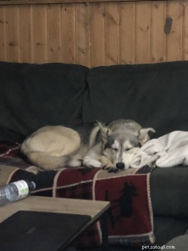 Why Pet Owners Are Letting Dogs on the Couch: A Viral Trend Explained