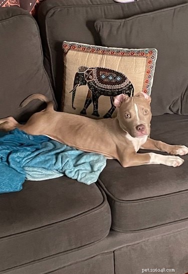 Why Pet Owners Are Letting Dogs on the Couch: A Viral Trend Explained