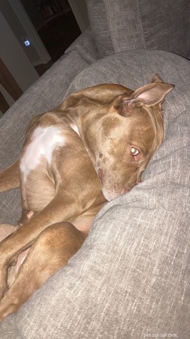 Why Pet Owners Are Letting Dogs on the Couch: A Viral Trend Explained