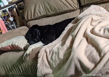 Why Pet Owners Are Letting Dogs on the Couch: A Viral Trend Explained