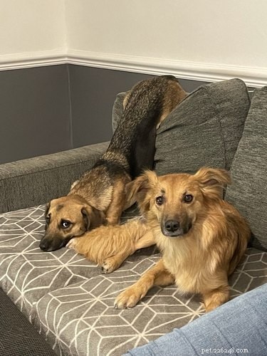Why Pet Owners Are Letting Dogs on the Couch: A Viral Trend Explained